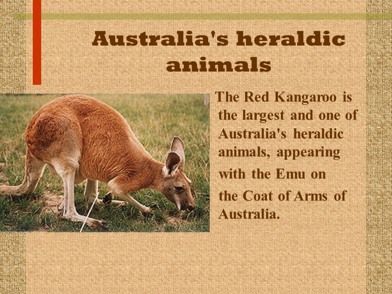Australia's heraldic animals    The Red Kangaroo is the largest and one